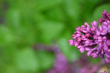 Obraz premium lilac flowers as a background, pink lilac branches as a background 