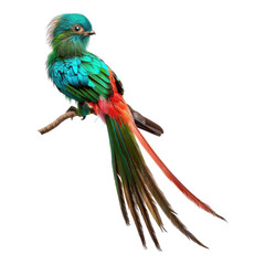 Photo of resplendent quetzal isolated on transparent background