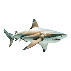 Photo of shark isolated on transparent background
