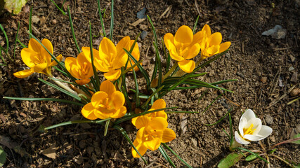 Soft focus of spring nature with close-up Crocus Golden Yellow on blurred natural background...