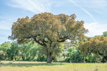 Flowering holm oak in Portugal