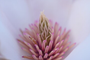 close up of white and pink pistils and stamens of a magnolia flower, macro texture of magnolia...