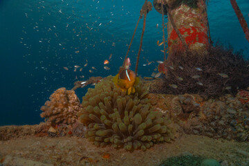 Fish swimming in the Red Sea, colorful fish, Eilat Israel
