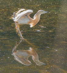 Squacco Heron hunting for fish