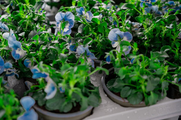 Blue flowers, rose garden for home and garden decoration