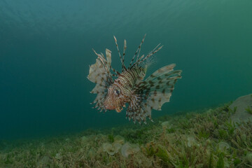 Lionfish in the Red Sea colorful fish, Eilat Israel
