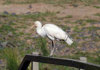 Yellow-billed spoonbill bird standing on a railing