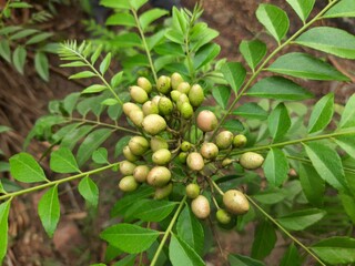 Curry tree fruits. It's other names Murraya koenigii and Bergera koenigii. This is also called sweet neem. Its leaves used in making masala dosa, curry, upma and sambar.