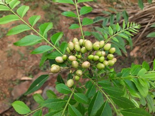 Curry tree fruits. It's other names Murraya koenigii and Bergera koenigii. This is also called sweet neem. Its leaves used in making masala dosa, curry, upma and sambar.