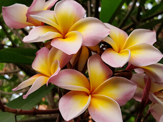 Obraz premium colorful flowers in summer