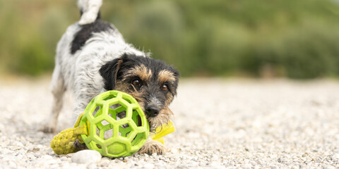 Small Jack Russell Terrier dog with its toy outdoors in nature on a stony ground