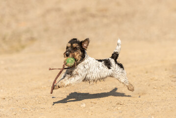  a small active jack russell terrier  dog engages in outdoor activities: running, jumping,...