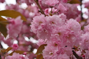 pink sakura blossoms as a background, close-up of Japanese cherry tree branches 