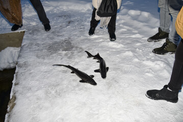 Catch from winter fishing. We caught two sturgeon while fishing.