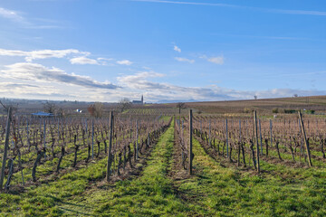 Fototapeta na wymiar Alsace, December: view of Vineyards at Chateau de Kaysersberg