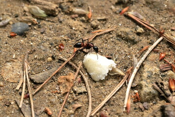 Camponotus obscuripes is the most biggest ant in Japan.