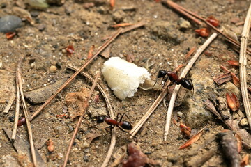 Camponotus obscuripes is the most biggest ant in Japan.