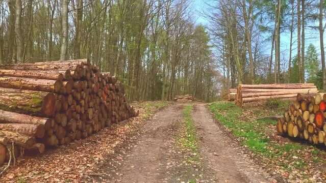 Log trunks pile, the logging timber wood