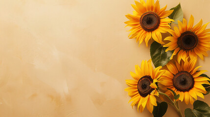 Beautiful sunflowers on beige background with space fo