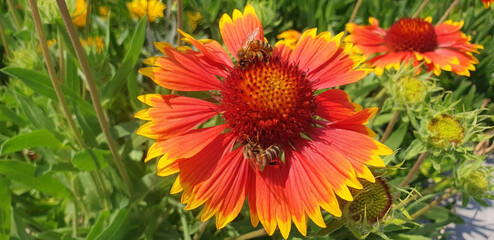 Two bees collect nectar on a red gaillardia aristata flower. Panorama.