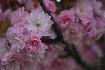 Obraz premium pink sakura blossoms as a background, close-up of Japanese cherry tree branches 