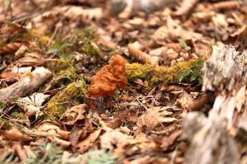Gyromitra esculenta is an ascomycete fungus from the genus Gyromitra, widely distributed across...