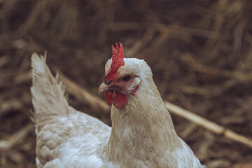 chicken on the farm