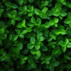 Fototapeta premium Vibrant Green Leaves Against a Black Background