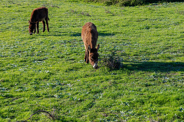 donkeys in the field lit by sun