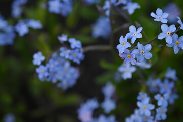 blue forget-me-not flowers, sky color flowers on a green background, evening summer evening, close-up flowers on a blurred as a  background, natural development, photo for inspiration
