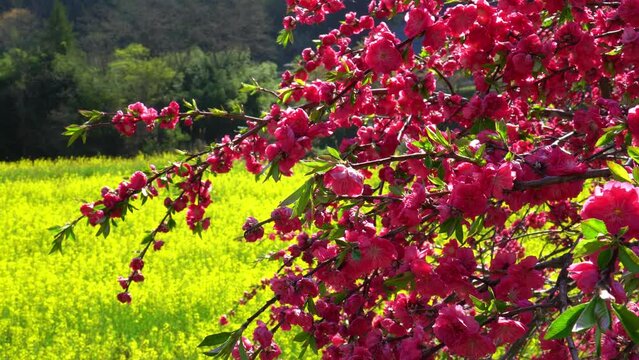 一里花桃の里（長野県上田市）