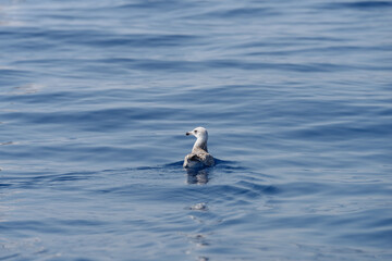 Juvenile Yellow legged sea gull floats on the sea surface