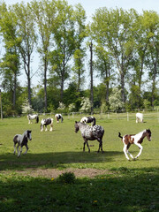 A herd of horses in an outdoor paddock. Foals run and mares graze. - obrazy, fototapety, plakaty