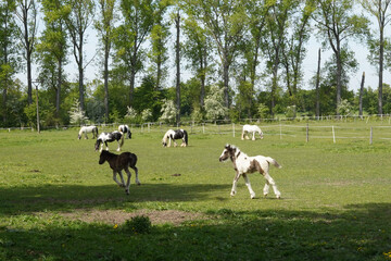 Outdoor paddock with horses. In the foreground we see foals playing.