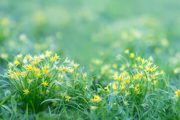 spring yellow flowers goose onions (Gagea) close up on meadow, abstract natural background. Beautiful floral image of nature. little yellow flowers of early spring season.
