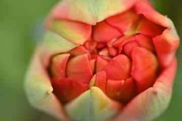 red tulip flower as background, macro tulip flower as background