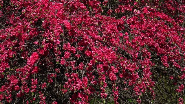 一里花桃の里（長野県上田市）