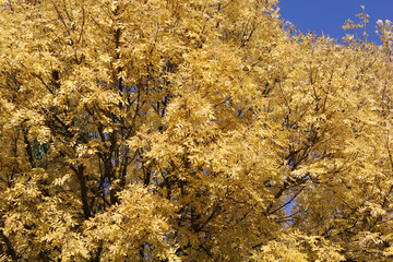 Close up of yellow Autumn leaves on a Golden Ash tree
