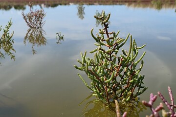 Glasswort plant, latin name Salicornia, growing out of shallow salt marsh water, sunlit by summer...