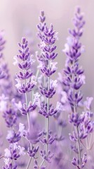 Obraz premium A close-up view of a bunch of lavender flowers with a dusky lavender background