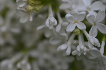 white lilac flower texture as a background	
