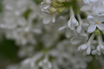 white lilac flower texture as a background	
