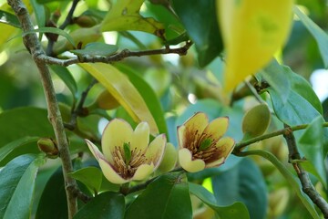 Obraz premium カラタネオガタマの花と蕾