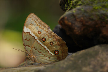 Beautiful of Cambodian Jungle Queen butterfly at Chanthaburi, Thailand. Which is the rarest...