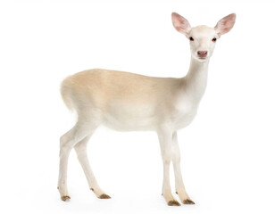 Fototapeta premium Albino Rehkuh stehend auf vier beinen isoliert auf weißen Hintergrund, Freisteller 
