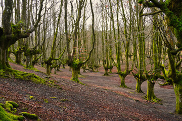 Otzarreta beech forest. Gorbeia Natural Park. Zeanuri, Bizkaia, Euskadi. Spain. A magical place....
