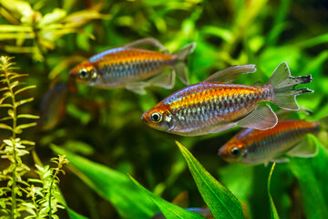 A green beautiful planted tropical freshwater aquarium with fishes.A Congo tetra, Phenacogrammus...