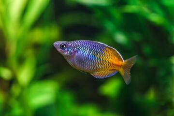 A green beautiful planted tropical freshwater aquarium with fishes.Boeseman's rainbowfish - Melanotaenia boesemani,with water plants.Fish in the aquarium.