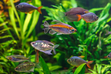 A green beautiful planted tropical freshwater aquarium with fishes.A Congo tetra, Phenacogrammus interruptus, with water plants.