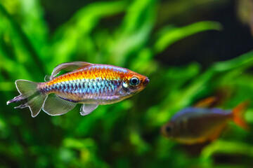 A green beautiful planted tropical freshwater aquarium with fishes.A Congo tetra, Phenacogrammus interruptus, with water plants. © bukhta79